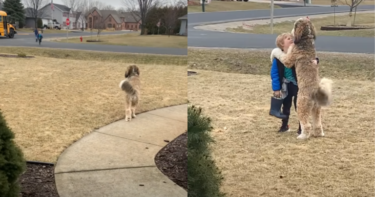 Bernedoodle Patiently Waited For His Little Brother After
School, Wins Over The Internet