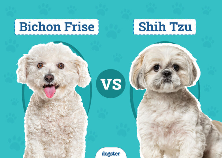 Bichon Frise vs. Shih Tzu: The Key Differences (With
Pictures)