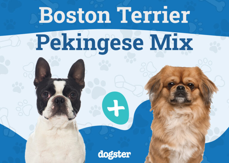 Boston Terrier Pekingese Mix Dog Breed: Info, Pictures,
Care, &amp; Facts