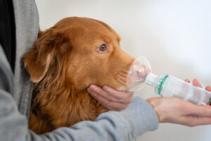 Dog treated with an asthma inhaler