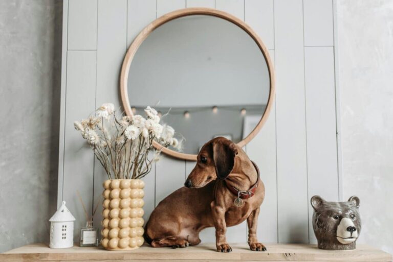 Can Dogs Recognize Themselves In Mirrors? The Answer May
Surprise You