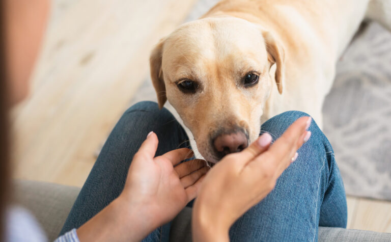 Can Dogs Smell Other Dogs on You? Vet-Verified Senses
Explained