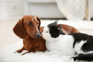 dachshund dog and cat on a rug