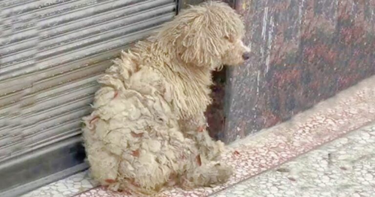 Clothing Store Shoppers Run Into ‘Dirty’ Homeless Dog And
Gave Her A Makeover