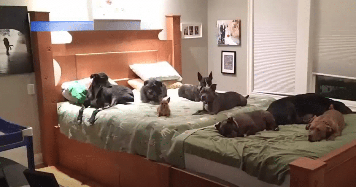 Couple Builds Extra-Large Bed So Their 8-Rescue Dogs Can
Sleep with Them