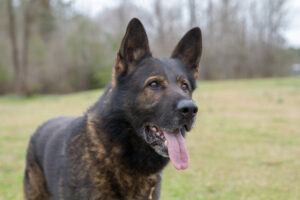 close up of czech german shepherd dog