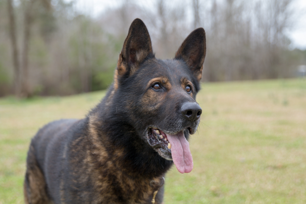 close up of czech german shepherd dog