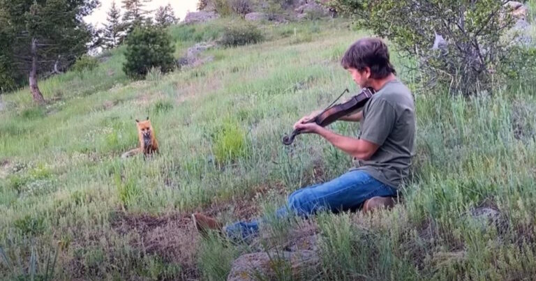 Dad’s Music Draws a Wild Fox Back to the Yard for Daily
‘Concerts’