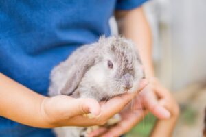 woman playing with gray rabbit