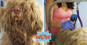 Dog Groomer Opened Shop In The Middle Of Night To Give Stray
Dog Haircut &amp; Found Beauty Beneath Matted Fur