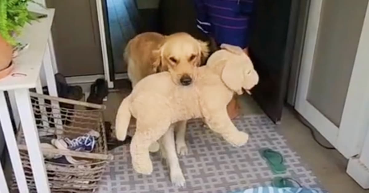 Dog Inseparable From His Stuffed Puppy, Drops It For ‘Real
Life’ Version