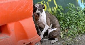 Dog Sees ‘Humanity At Its Finest’ From The Confines Of NYC
Alleyway