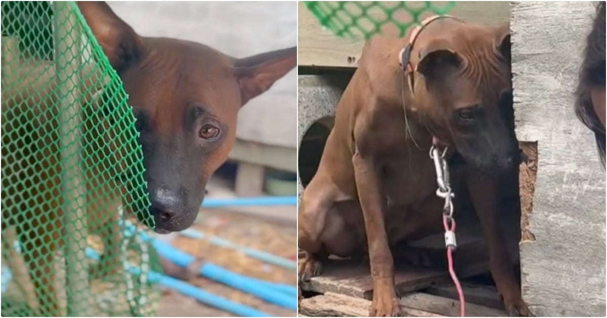 Dog Was ‘Relieved’ When Kind People Came To Free Her, But
Owner Said No