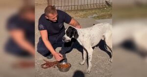 Dumped Dog at School Goes Unnoticed Until a Kind Stranger
Steps In