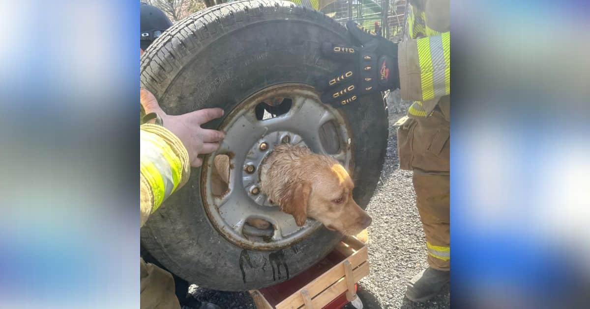 Firefighters’ Ingenious Plan Saves Dog Trapped Inside
Tire