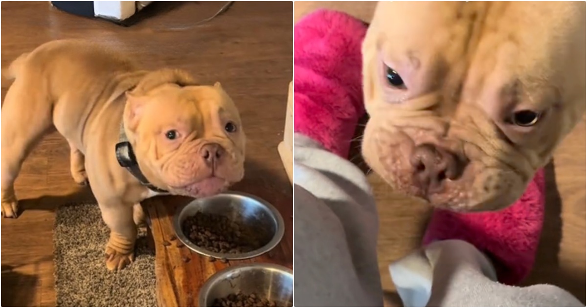 Food Lovin’ Bully Pauses Mid Meal To Give Human A
Message