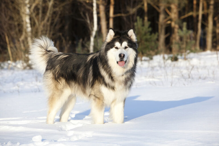 How Big Do Alaskan Malamutes Get? Vet-Verified Average Size
&amp; Growth Chart