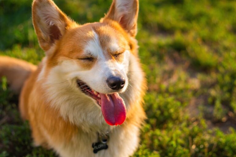 How Do I Know If My Dog Is Happy? 12 Signs Of A Happy
Dog