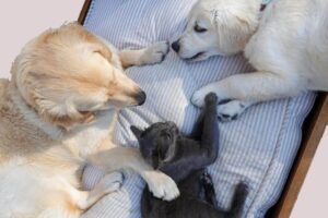 How Dogs and Cats Communicate With Each Other in Secret
Signals