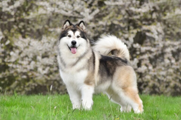 How Much Does It Cost to Own an Alaskan Malamute? 2024 Price
Guide