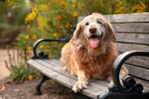 old senior golden retriever dog on a bench outdoors