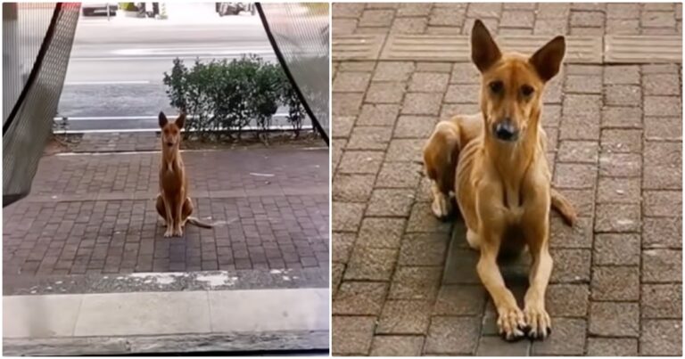 Mama Dog Wanted To Feed Her Babies So She Stopped At A
Nearby Restaurant