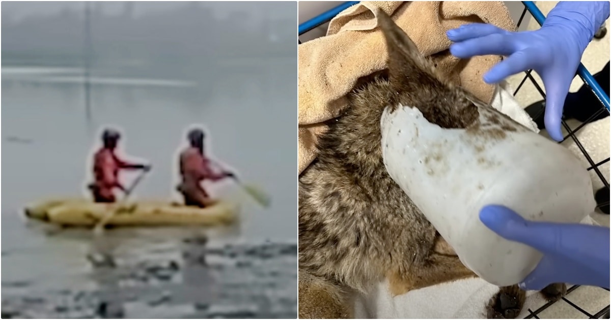 Men Paddle Out To Save Dog But Once Bucket’s Removed, He
Isn’t Who He Seemed