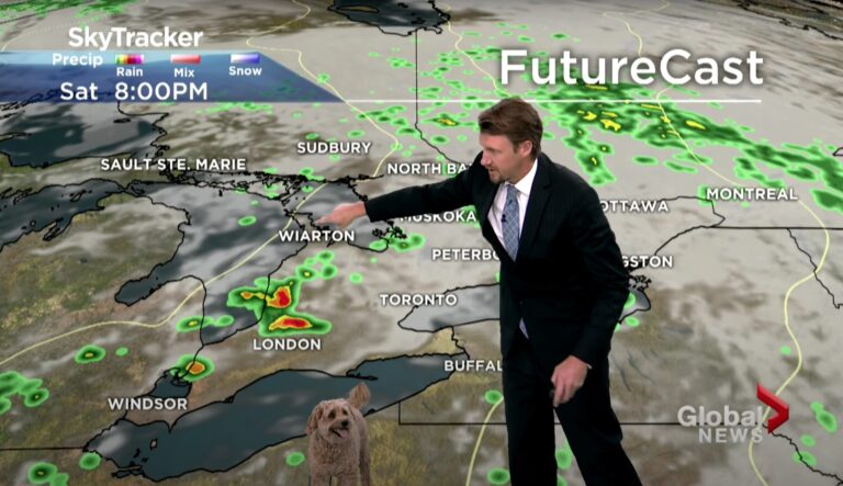 Meteorologist’s Dog Interrupts Weathercast In Search Of
Treats