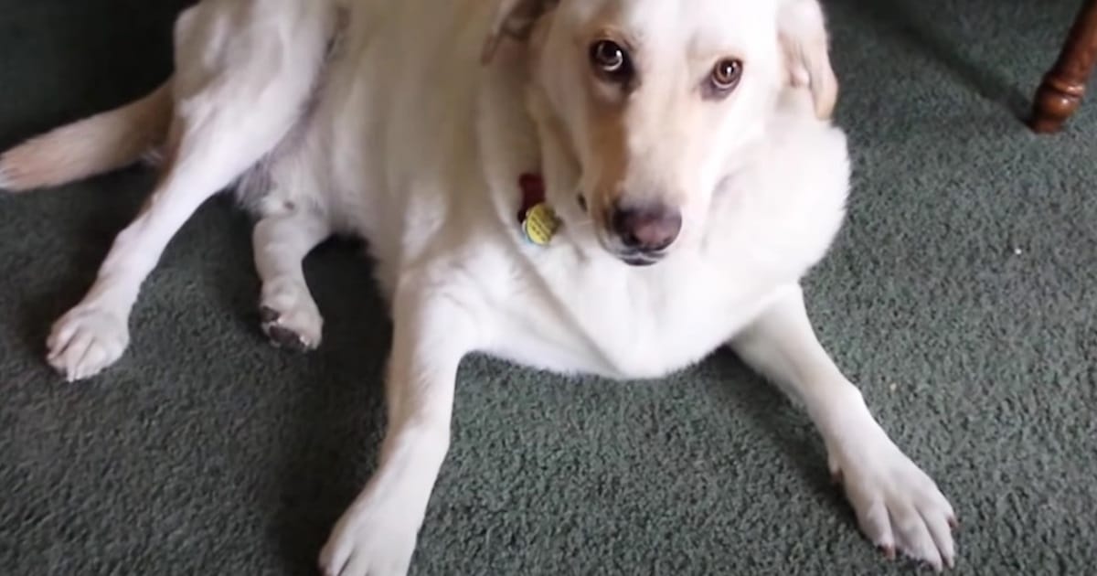 Mom Asks Dog ‘What’s in Your Mouth?’ and His Reaction Is
Internet Gold