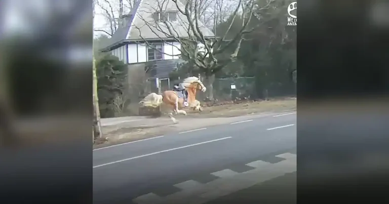 Motorcyclist Races After Powerful ‘Runaway’ Horse Barreling
Through Traffic