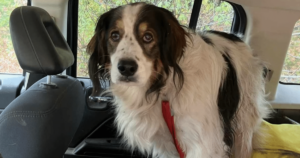 Old Dog Blocks Road, Refusing to Move Until Officer Follows
Her for Help