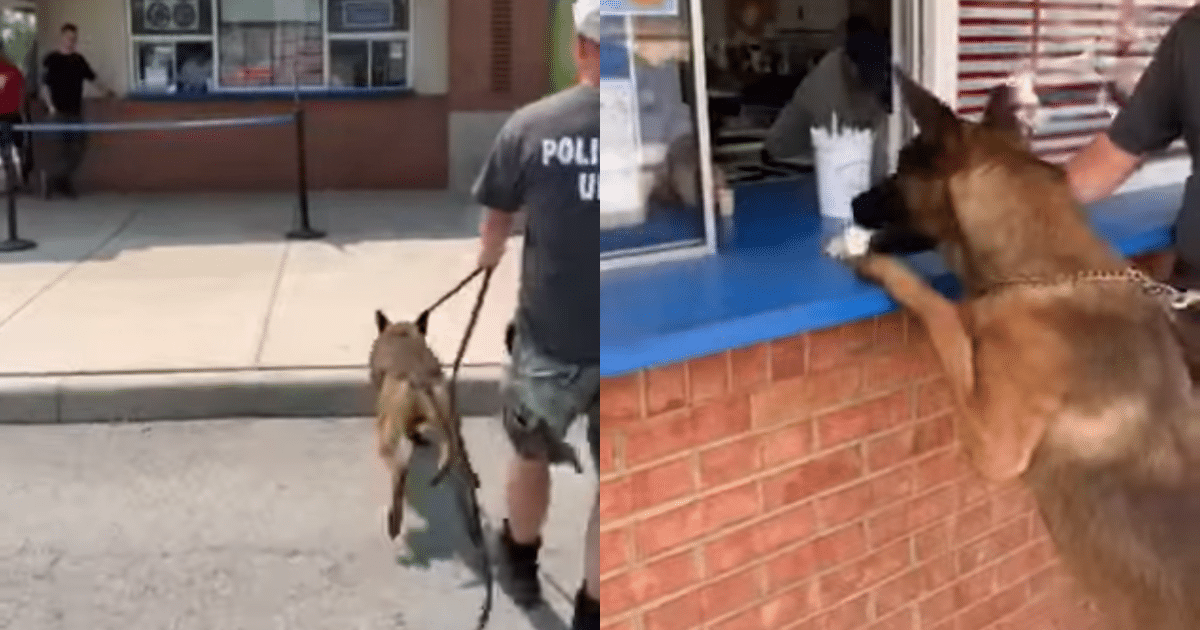 Police Dog Can’t Hide His ‘Excitement’ When He Finds Out Ice
Cream Is on the Menu