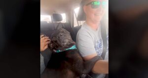 Pregnant Pittie Won’t Stop Hugging Her Rescuer After
Heartwarming Rescue