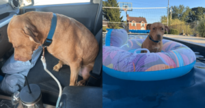 Pup Doesn’t Want to Go Back to Shelter, Not Knowing a
Surprise Awaits