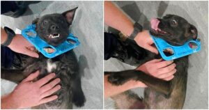 Puppy Got Head Caught In Shape Sorter, Her Rescue Was Far
From Child’s Play