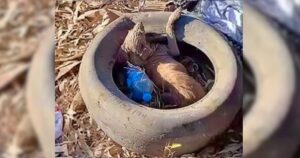 Puppy’s Arduous Journey Led To An Old Tire, It Was Her Only
Home