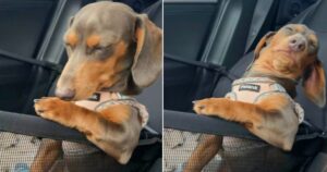 Pup’s ‘Sleep-Wake Battle’ In Mom’s Car Proves Dogs Are Just
Big Babies