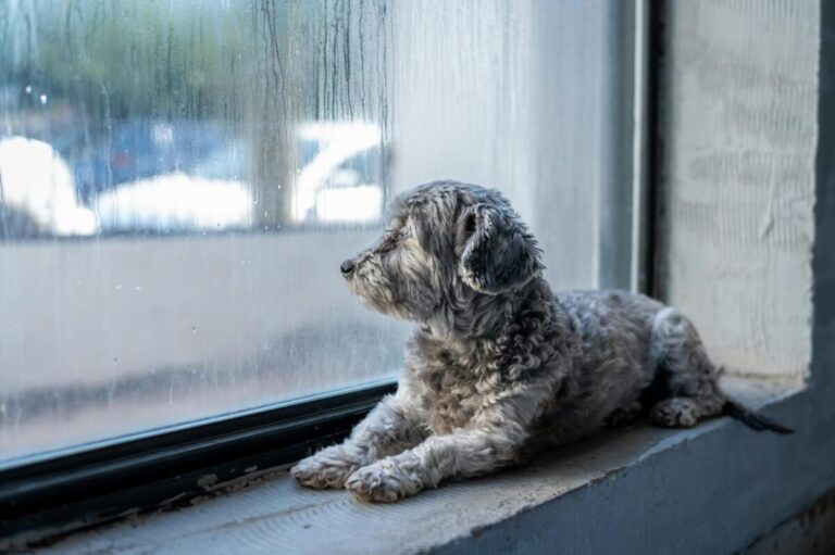 Rainy Day Drama: Why Your Dog Refuses to Poop in Wet
Weather