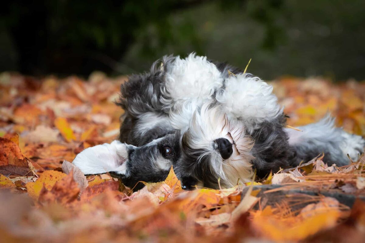 Science Shows These 13 Dog Breeds Live The Longest