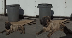 Senior Dog Left Abandoned and Swollen, Seeks Solace in Empty
Lot