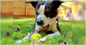 Shelter Dog Who Spent 801 Days Waiting For A Home ‘Strikes
Gold’