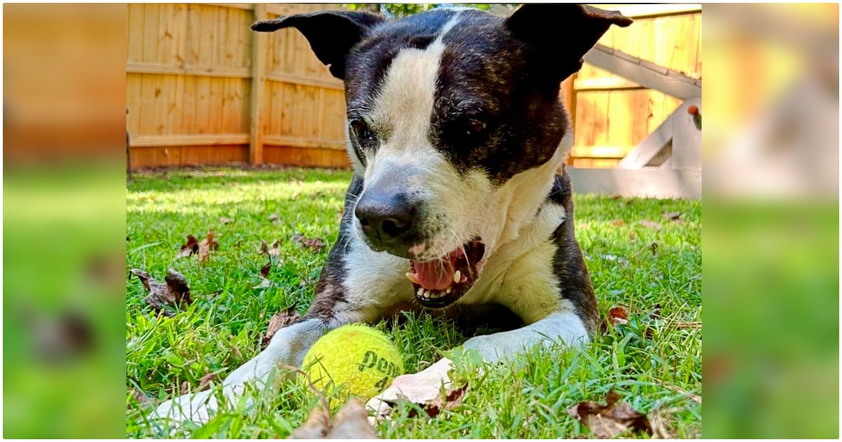 Shelter Dog Who Spent 801 Days Waiting For A Home ‘Strikes
Gold’