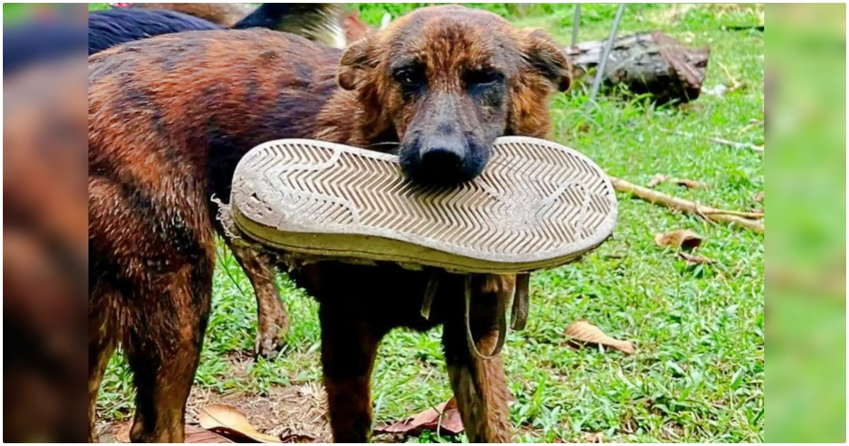 Street Dog Brings Man A New Gift Each Day To Thank Him For
His Kindness