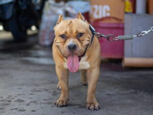 The 10 Strongest Bulldog Breeds