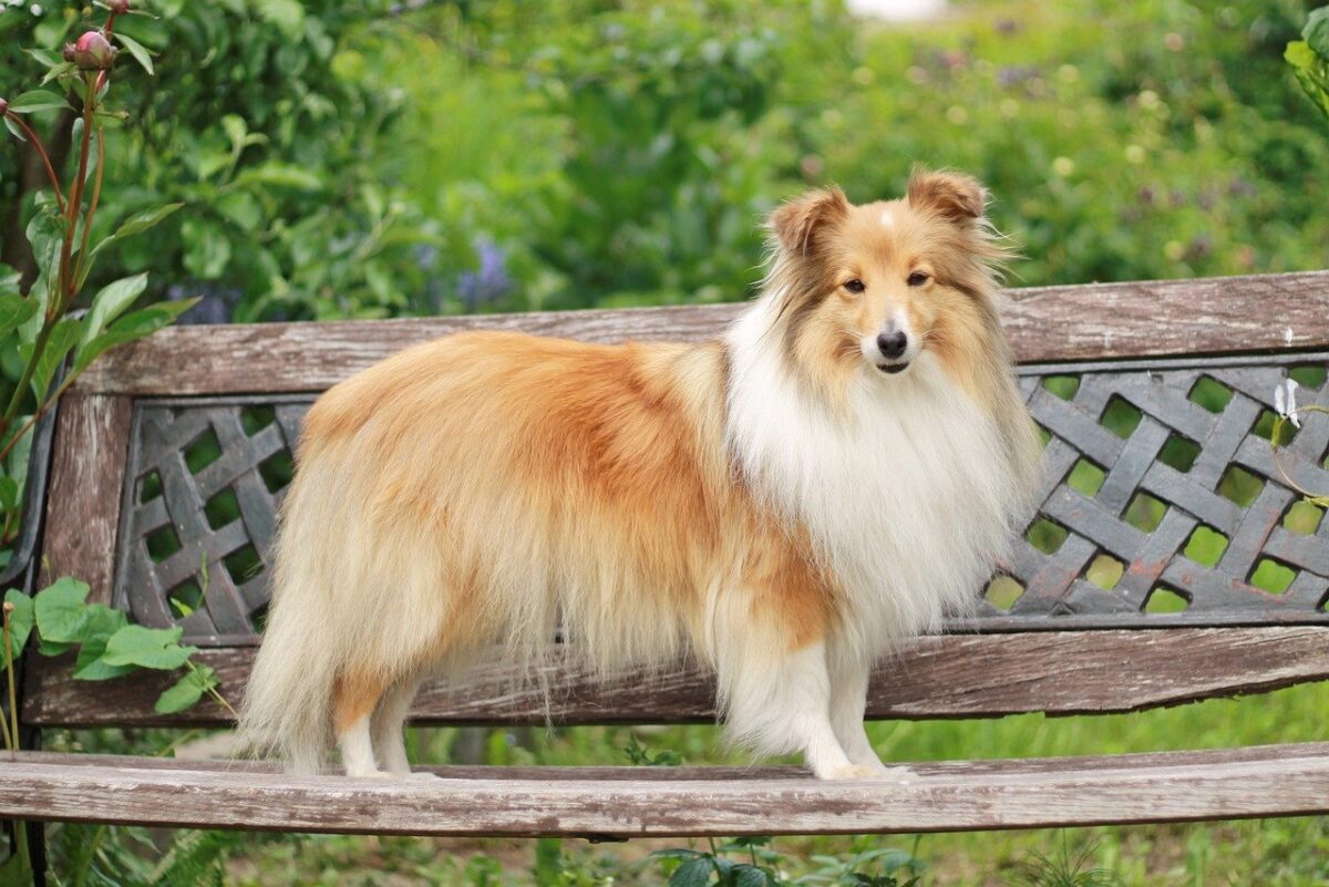 The 20 Best Behaved Dog Breeds