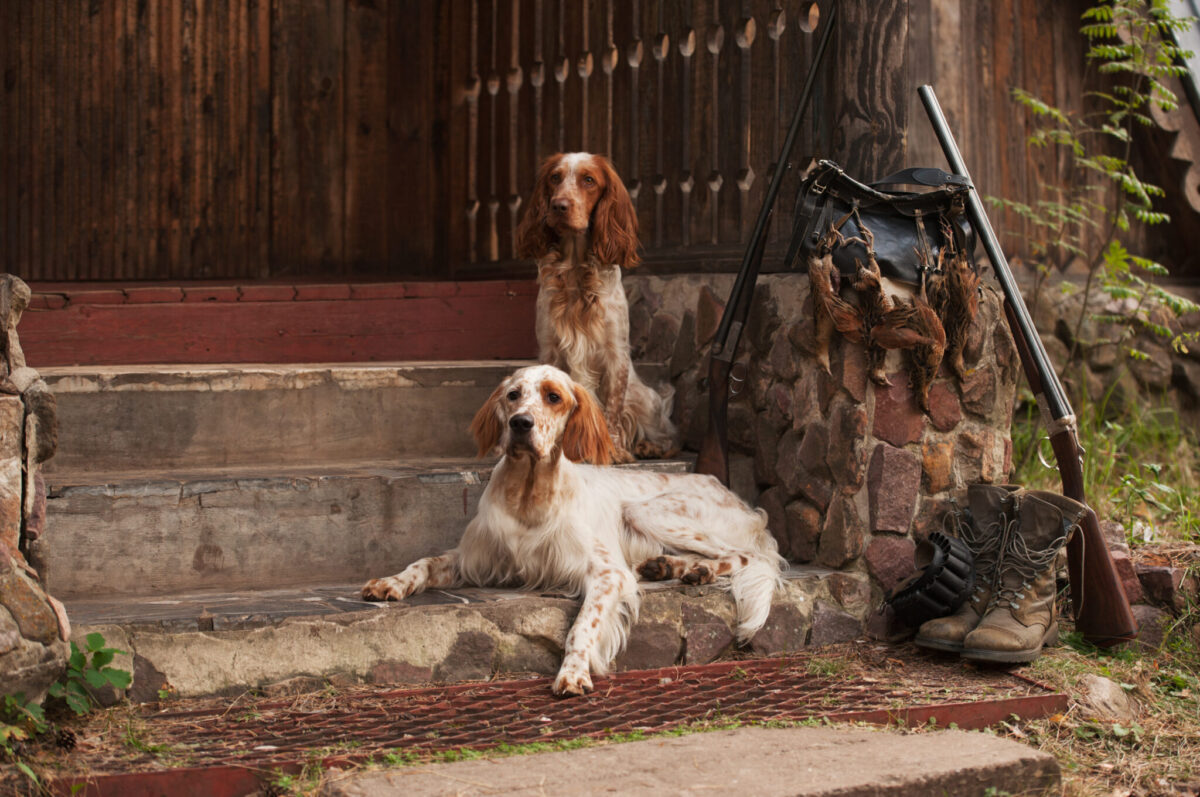 The 9 Best Hunting Dog Breeds On Earth