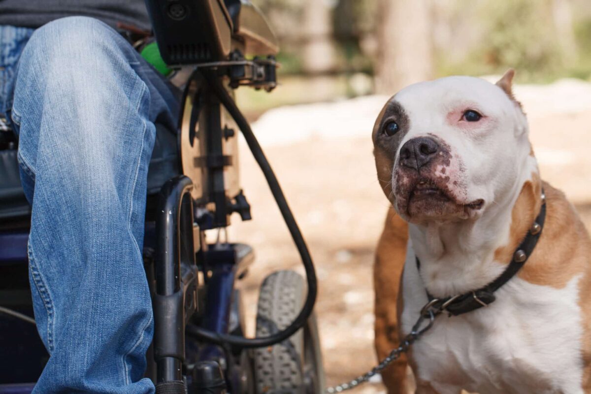 The Best Dog Breeds For The Differently Abled