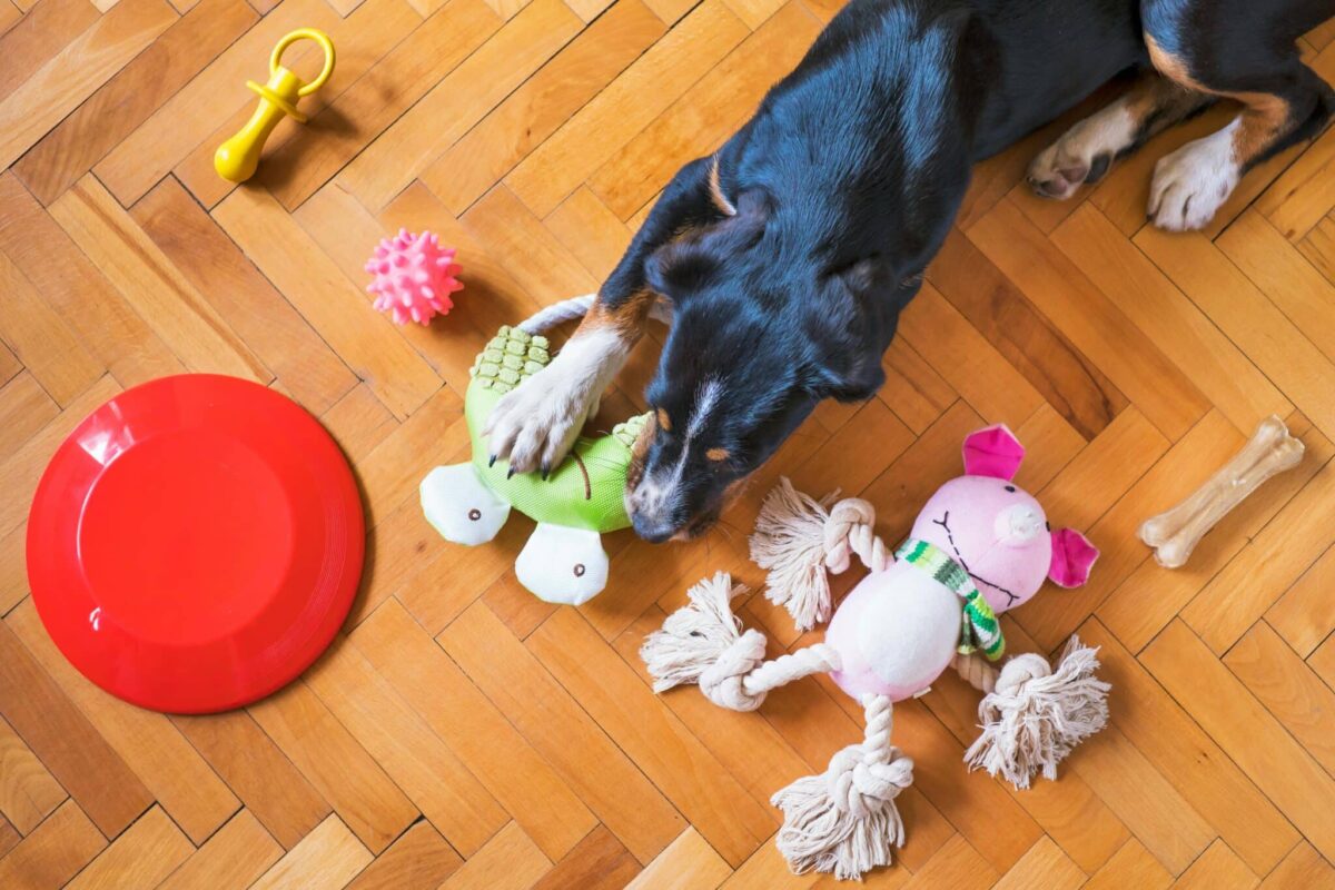 The Psychology Behind Why Dogs Love Certain Toys