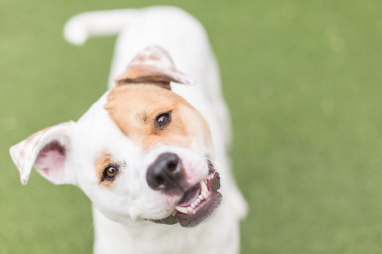 The Real Reason Dogs Tilt Their Heads When You Speak