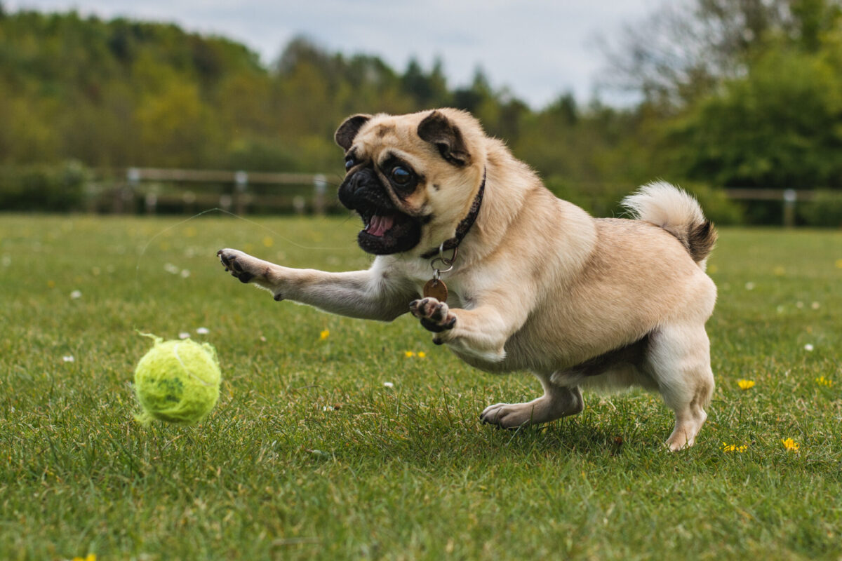 The Surprising Reason Some Dogs Are Obsessed with Tennis
Balls